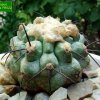 Copiapoa_ montana_ FR522 _08
